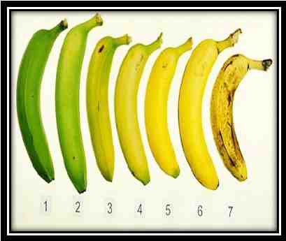 Quelle quantité de banane par jour ?